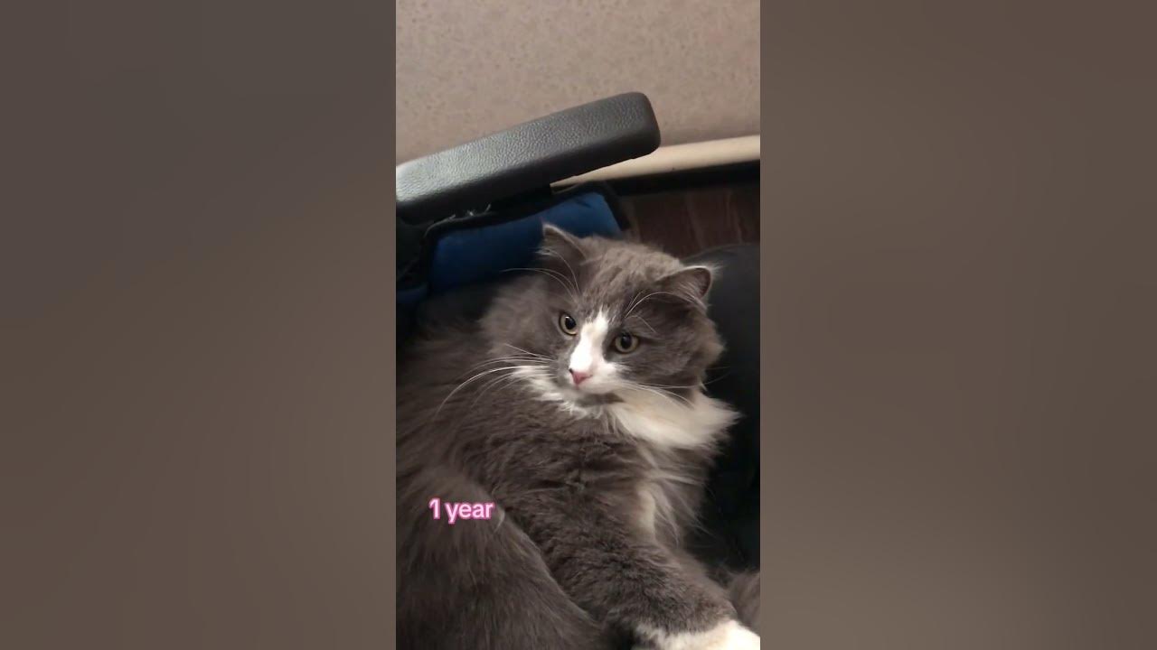 why-do-times-fly-so-fast-kitty-kittycat-youtube