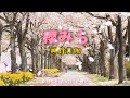  🎤桜みち🎶/神野美伽/天元宮/三色櫻/聽歌看風景