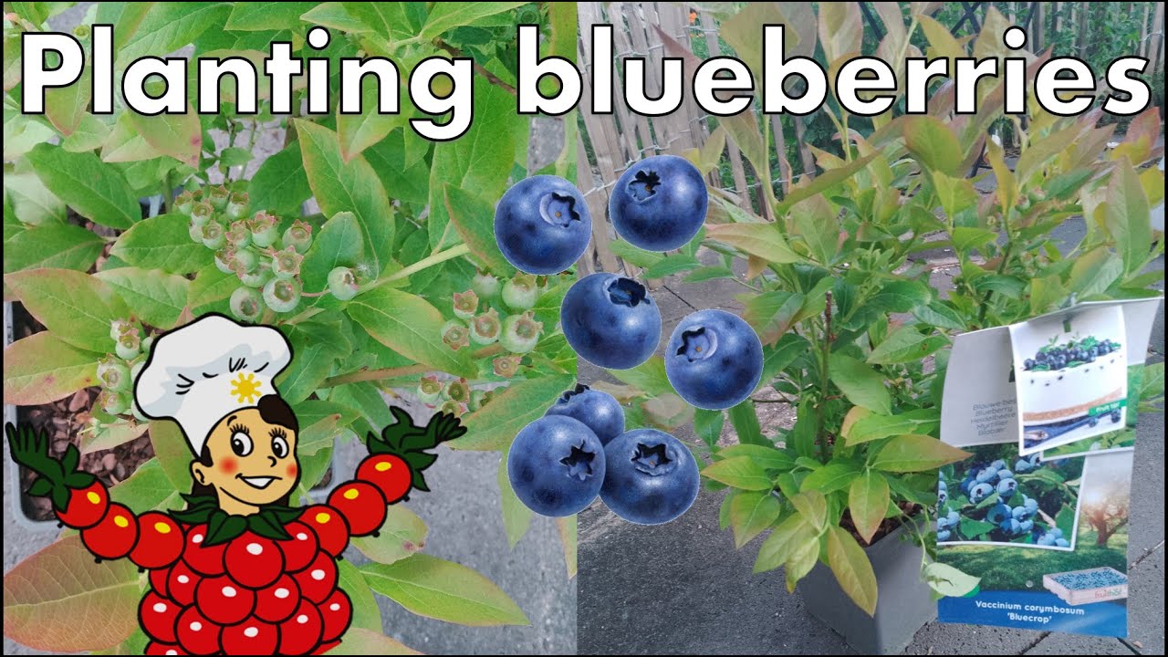 planting blueberries YouTube