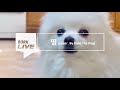 [김도고] 개키와이 - 띵 강아지 리믹스 (재키와이) Jvcki Wai -DDING cover / gabe the dog remix