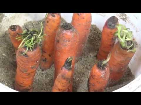 Video: Cum Se Depozitează Morcovii într-o Pivniță Iarna