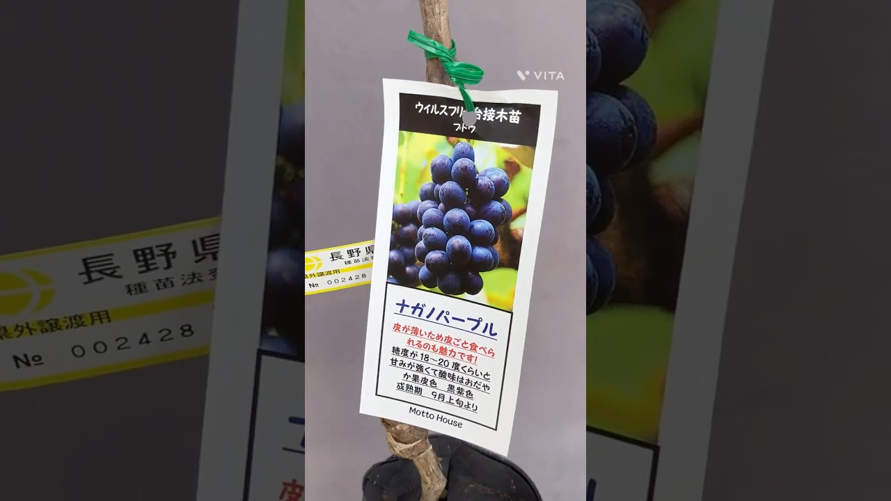 ぶどう ナガノパープル ウイルスフリー接木苗 | 日本ライン花木センター