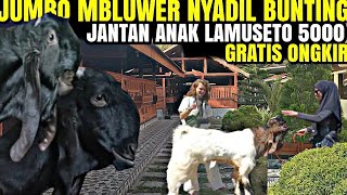 Download Lagu JUMBO MBLUWER NYADIL BUNTING...!!! KAMBING PE KALIGESING GRATIS ONGKIR KEYSHA FARM MP3