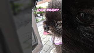 초코 라라랑 산책나왔어요~#굿저녁보내세요#먼치킨고양이 #블랙포메라니안