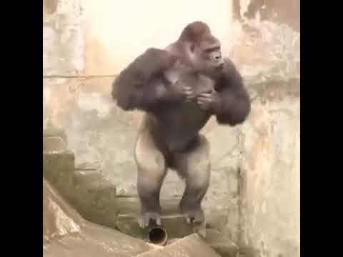 Video: Care este cea mai mare gorilă cu spatele argintiu?