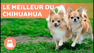 AVANTAGES et INCONVÉNIENTS d'avoir un CHIHUAHUA ✅ (Top 5 RAISONS)