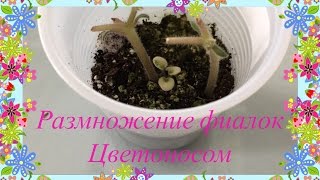 Размножение фиалок ЦВЕТОНОСОМ 🌸💕(This video is about размножение фиалок цветоводом. Я расскажу о моем эксперименте и мое мнение о подобном размножен..., 2016-03-16T15:17:31.000Z)