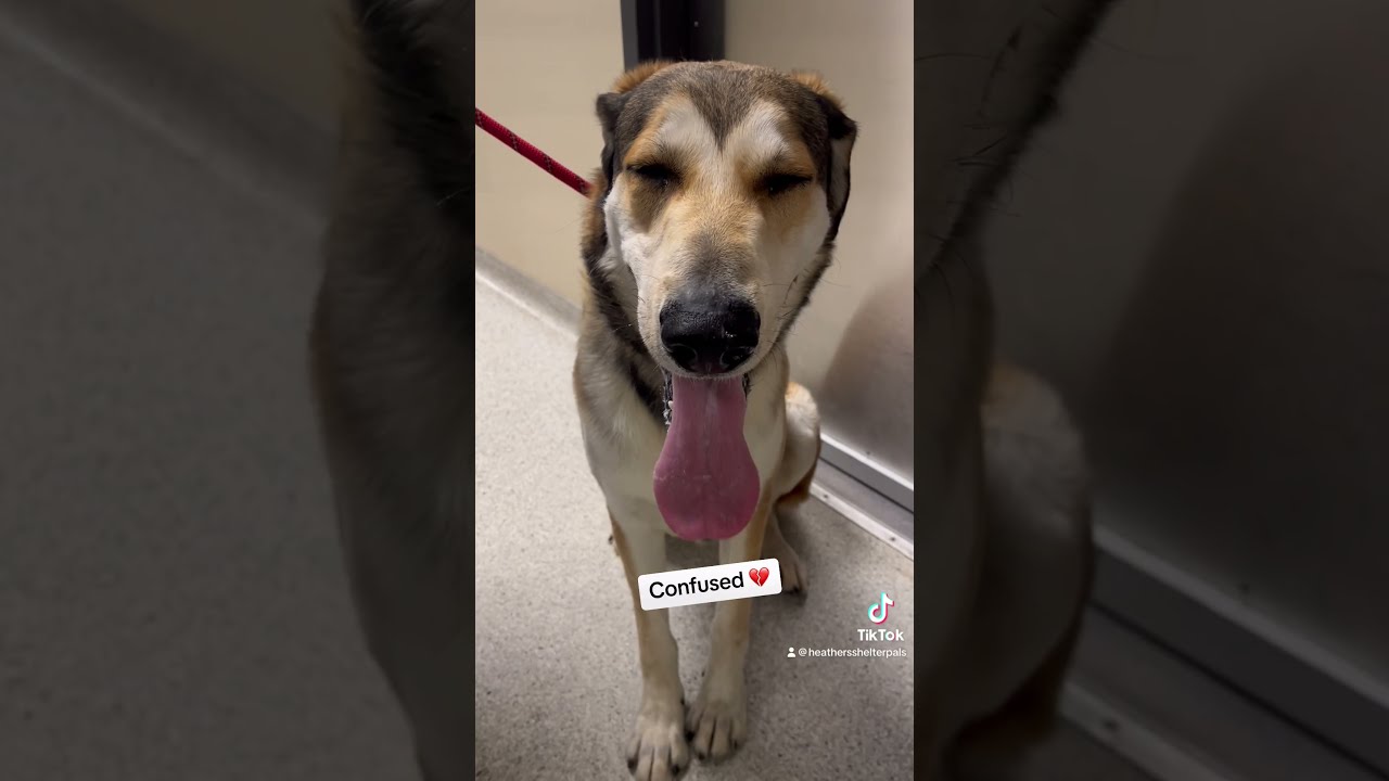 Returned To The Shelter For Being Too Big S Mores A580287 Kennel 554 Dog Shelterdog Adopt Dogs