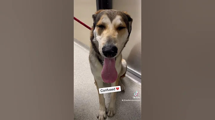 Returned to the shelter for being too big S’mores #A580287 Kennel 554 #dog #shelterdog #adopt #dogs