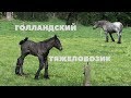 Родился голландский тяжеловоз. Нидерланды