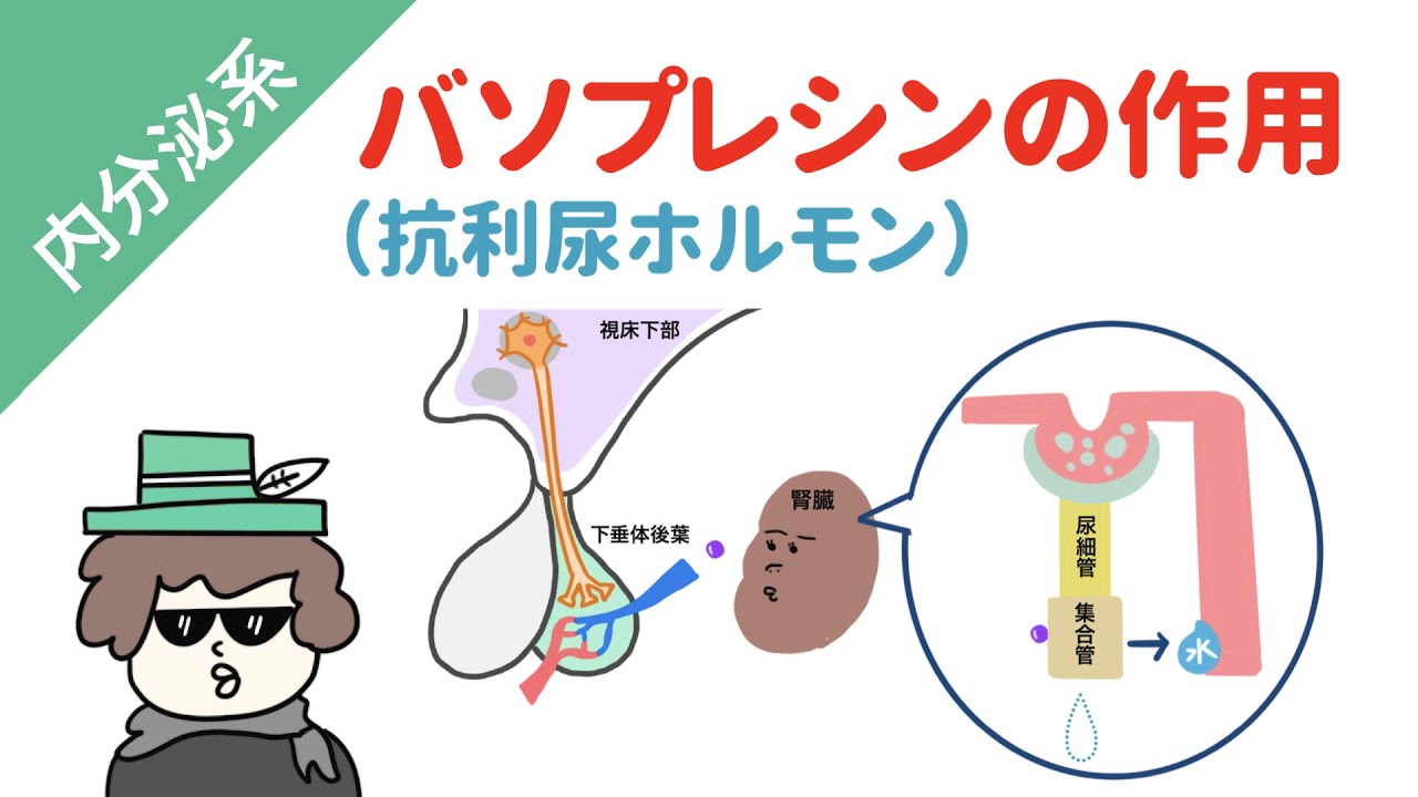 バソプレシンの作用機序（下垂体後葉ホルモン）