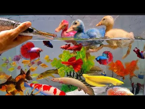 Video Tổng hợp các loại cá cảnh đẹp, video động vật dễ... - youtube