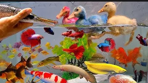 Tổng hợp các loại cá cảnh đẹp, video động vật dễ thương, vịt con, cá cánh dơi, hồng két, cá ba đuôi