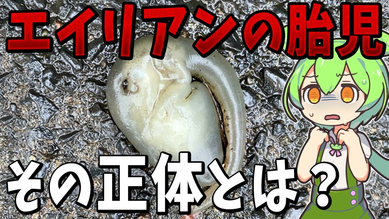 謎の物体生物 YouTube
