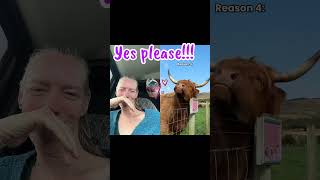 Yes please!!! Lmao they are too cute!!! #highlandcows #scotland #vanlifediary