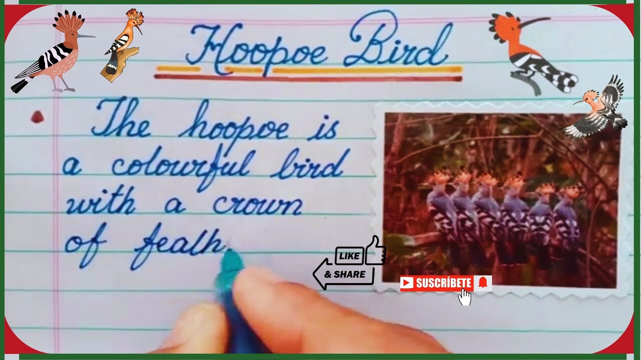 10 Lines Essay on Hoopoe Bird | Short Essay on Hoopoe Bird in English | Writing Essay on Hoopoe Bird
