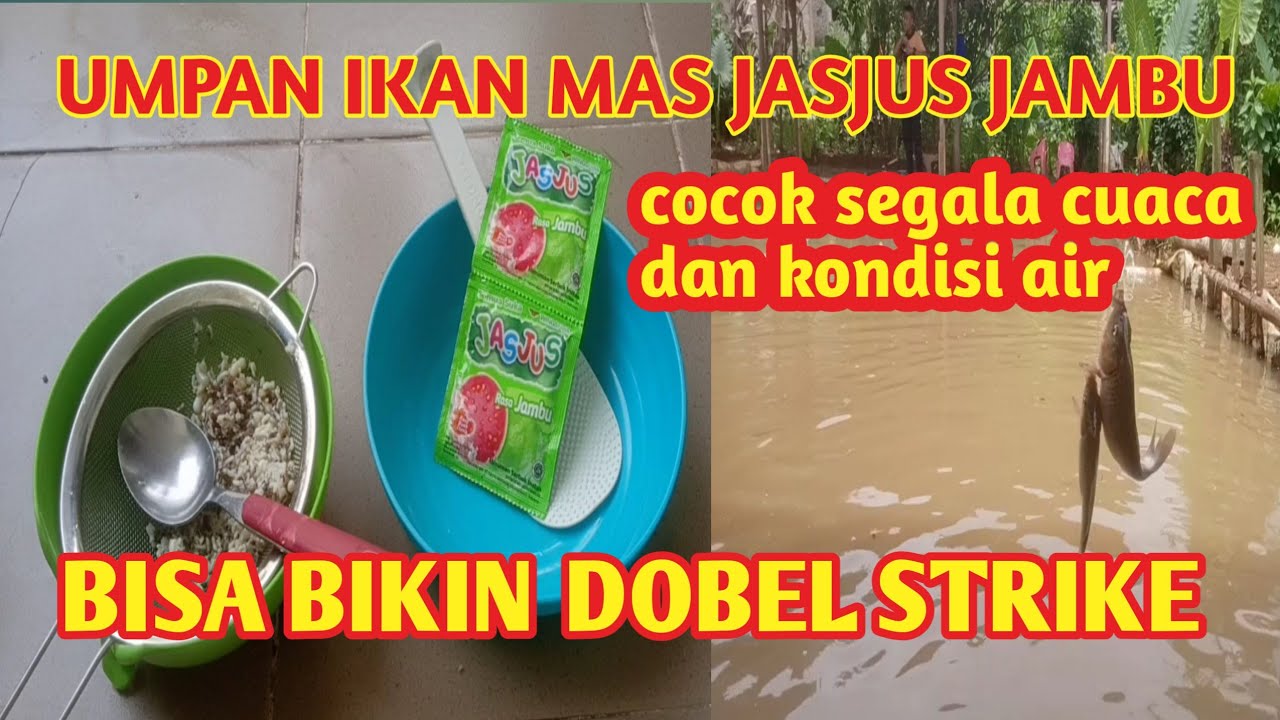 Mantaaaap....UMPAN IKAN MAS JASJUS JAMBU bikin dobel strike