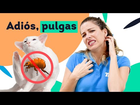 🙀 Mi GATO tiene PULGAS 🦗 Solución hqdefault