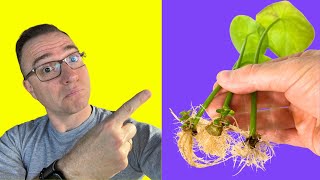 : Cool Ways to Propagate Pilea Peperomioides!