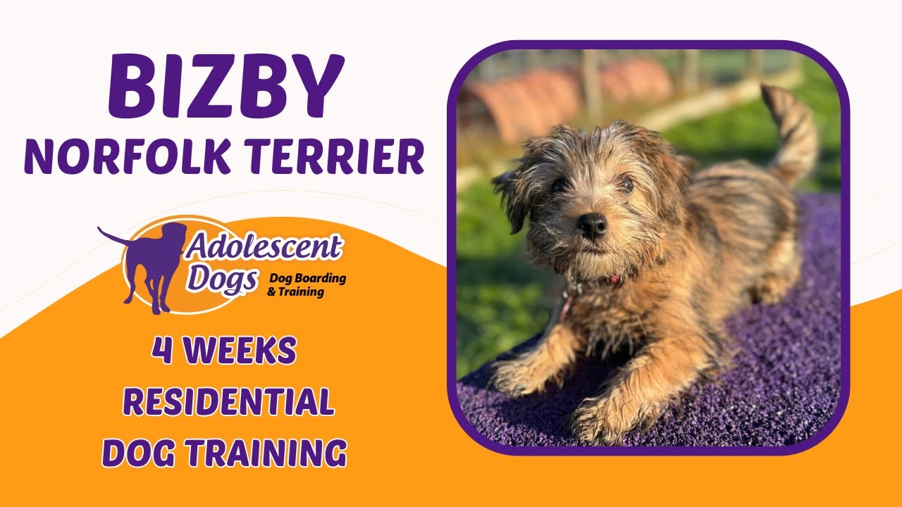 Бизби, щенок норфолк-терьера | 4-недельная программа дрессировки с проживанием