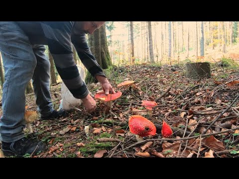 Vídeo: Agaric de mosca fedorenta: aparência, perigo e características distintivas