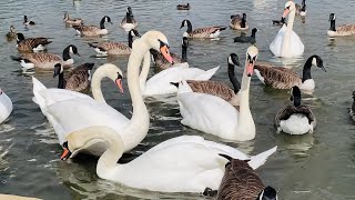 Feeding Canada goose at local park swans muscle in