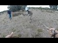 Giant kangaroo - head stuck in watering can!