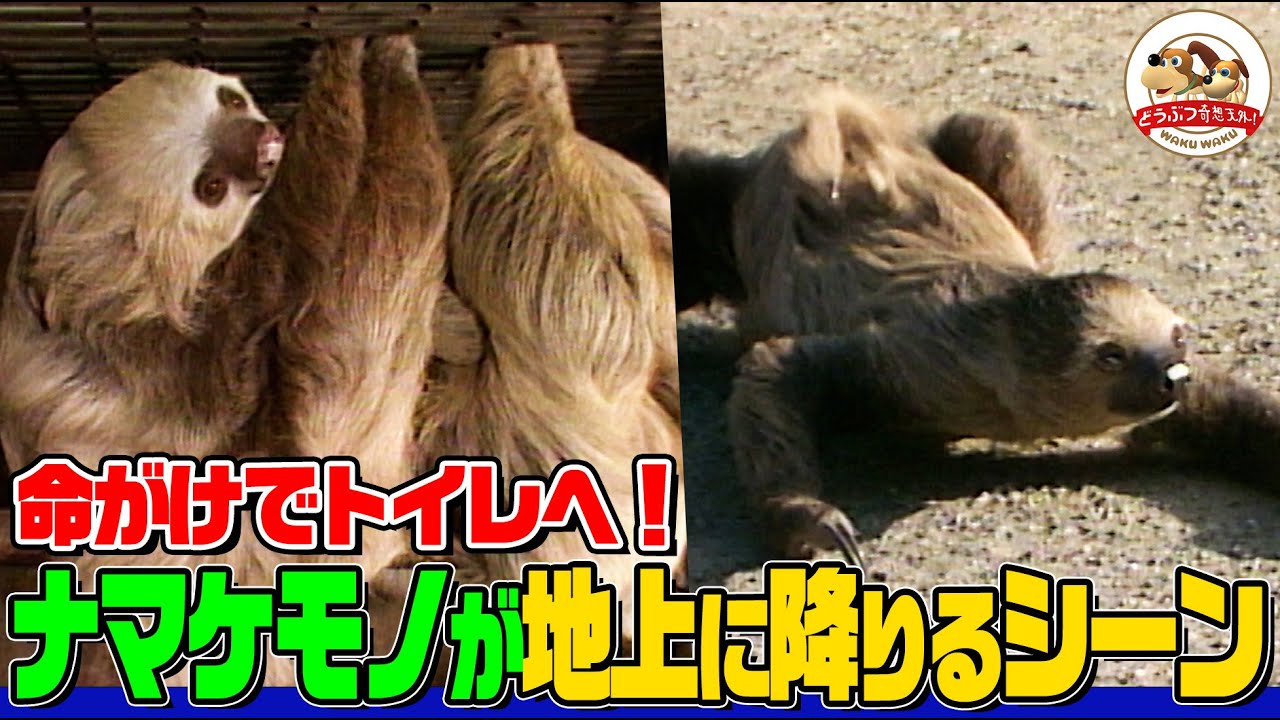 Rare footage] Are sloths really lazy, sleeping for 18 hours a day