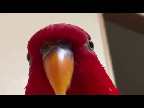 Red Bird Laughing Because He Wants To Destroy Everything