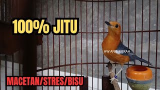Pancingan Anis Merah 100% jitu atasi macet/stres/bisu