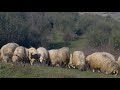 Romonov koyununun özellikleri  #boğalıyaylası #morkoyun #hayvancılık #doğalyaşam
