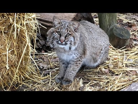 baby bobcat images