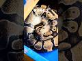 Maaf guys uploadnya udh telat lama banget 😔 #ballpython #snake #reptiles #reppile #pets