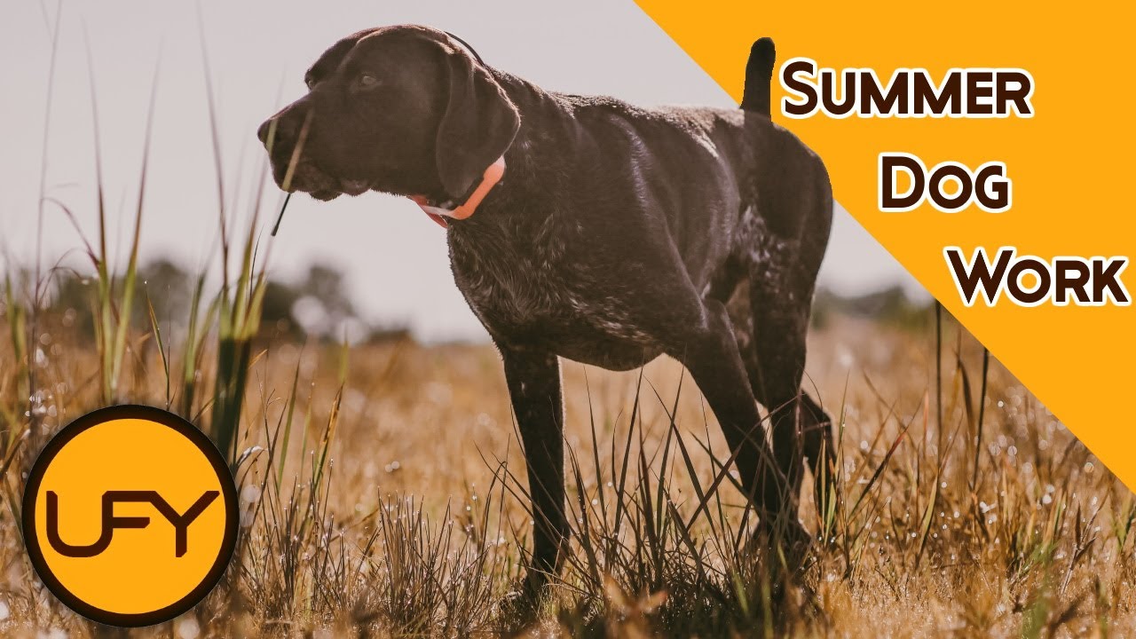 Dog on Point Pointing Dog Training With Live Birds YouTube