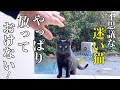 人懐っこい野良猫にどんどん心が奪われる！