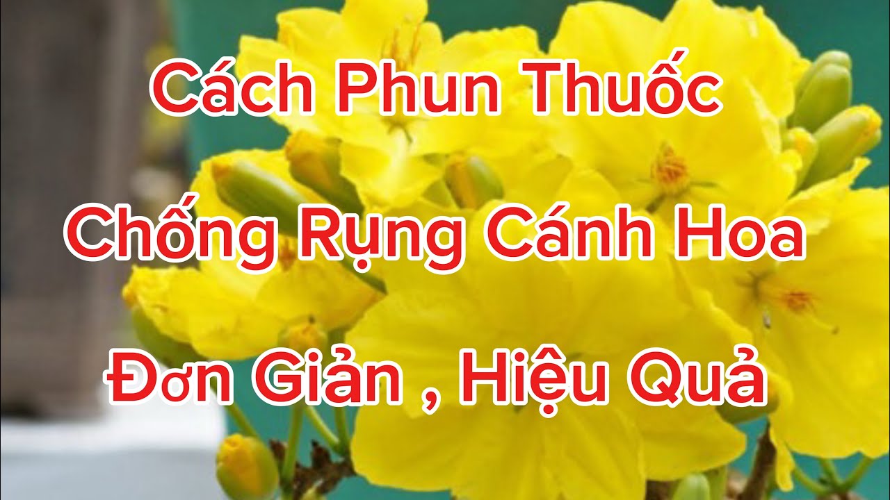 Cách Phun Thuốc Chống Rụng Cánh Hoa . 