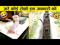 इन जानवरों से पंगा ना बाबा ना 🤣😜.... Funny Animals Video 2022