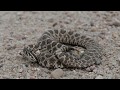 massauga rattlesnake striking in central Kansas