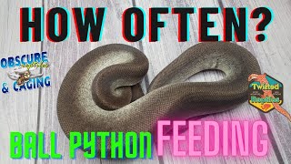 Famous How Often Should You Feed a Ball Python? Profile