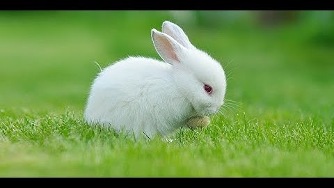 Labeling Bounding Box Pada hasil Segmentasi Citra K-Means