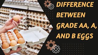 How To Understand The Difference Between Grade AA, A, And B Eggs||Cool Gadgets Tech Channel
