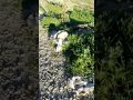 قصيدة شعبية جزائرية