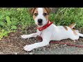 新しい赤い首輪でお散歩 ジャックラッセルテリア子犬【なのは】