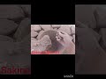 #asmr #satisfying #soundtherapy #shorts #trending