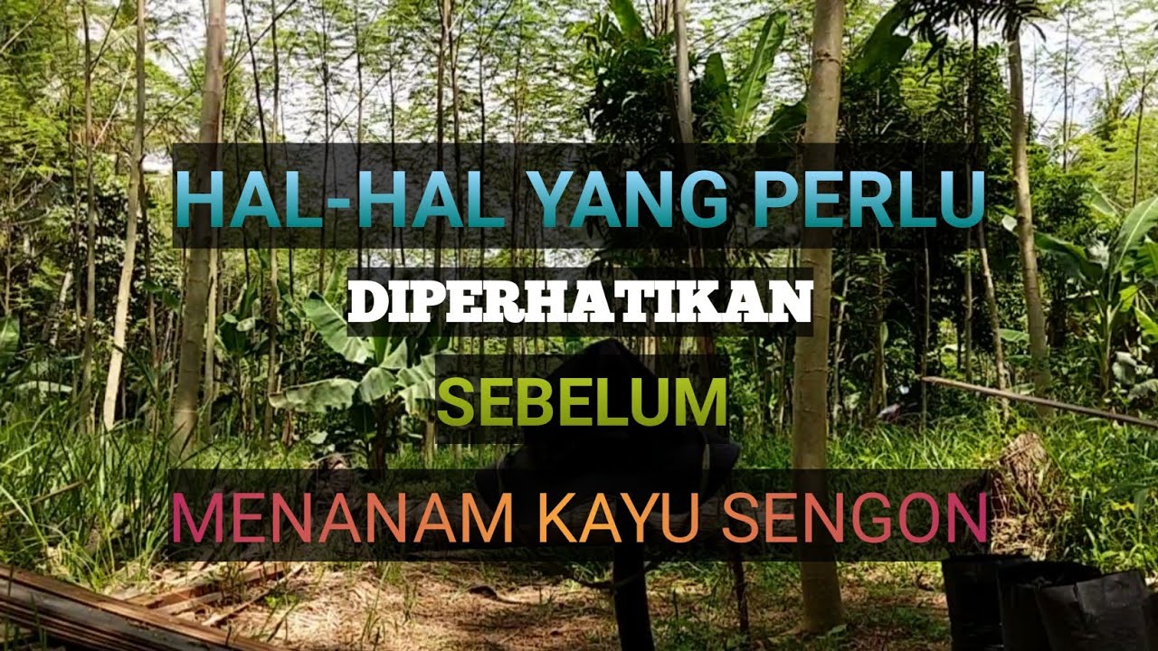 Perhatikan  Hal Ini Sebelum Menanam Kayu Sengon