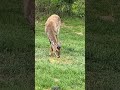 Feeding 4 deer and 3 more came to eat - there is a young buck with his antlers coming in