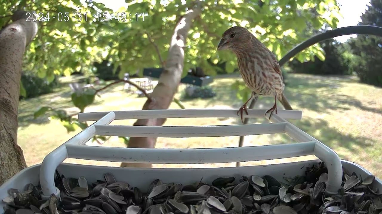 female house finch