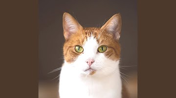 Alluring Ambiance for Lazy Cat Days