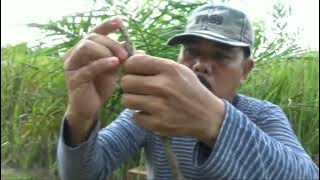 jebakan burung sirtu/cipoh menggunakan pulut