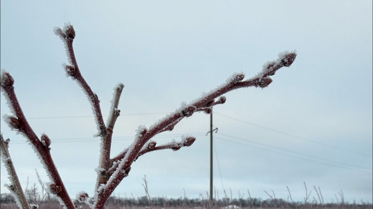 Состояние плодовых почек на голубике после мороза -20